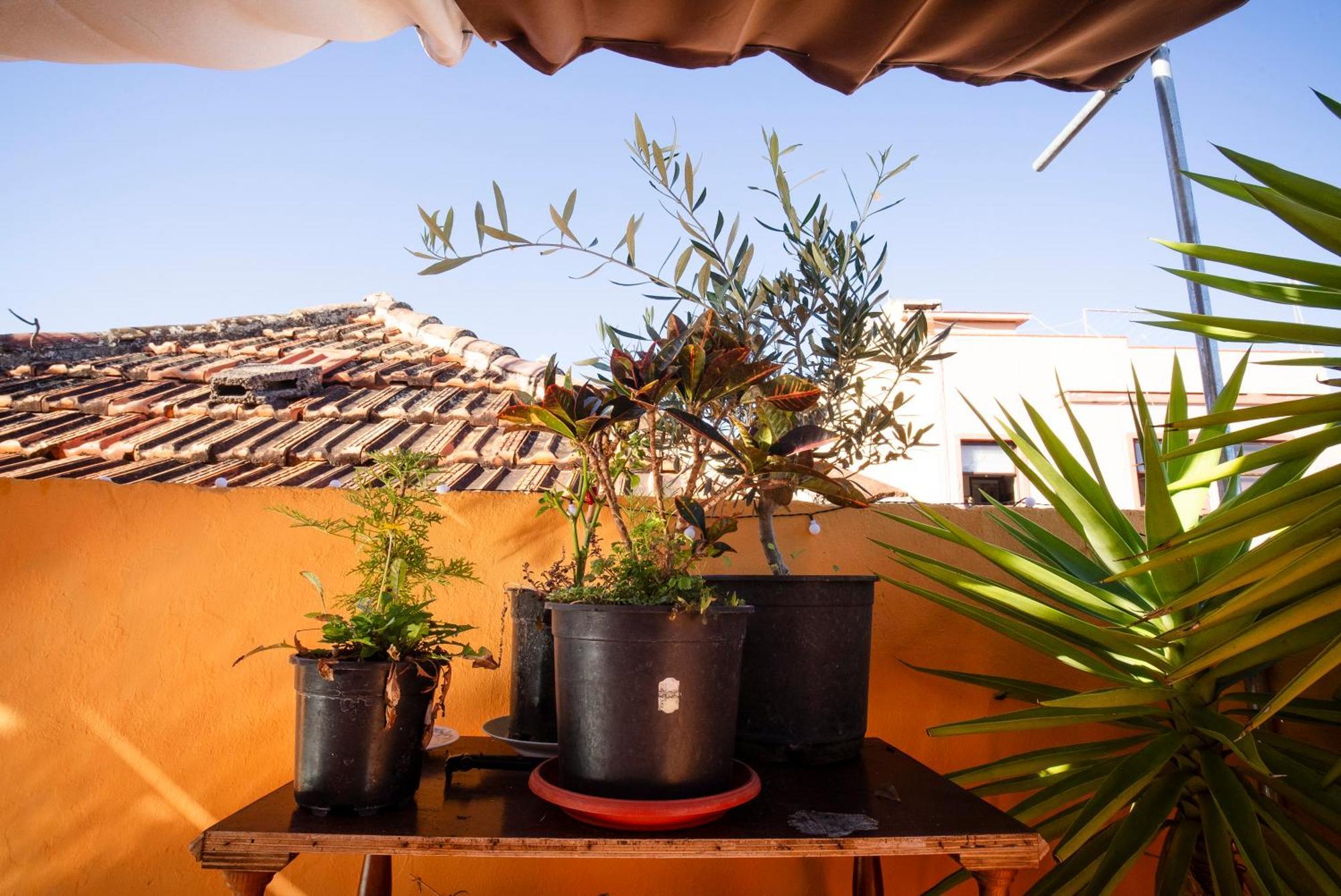 Hostel Tenerife La Orotava Eksteriør billede